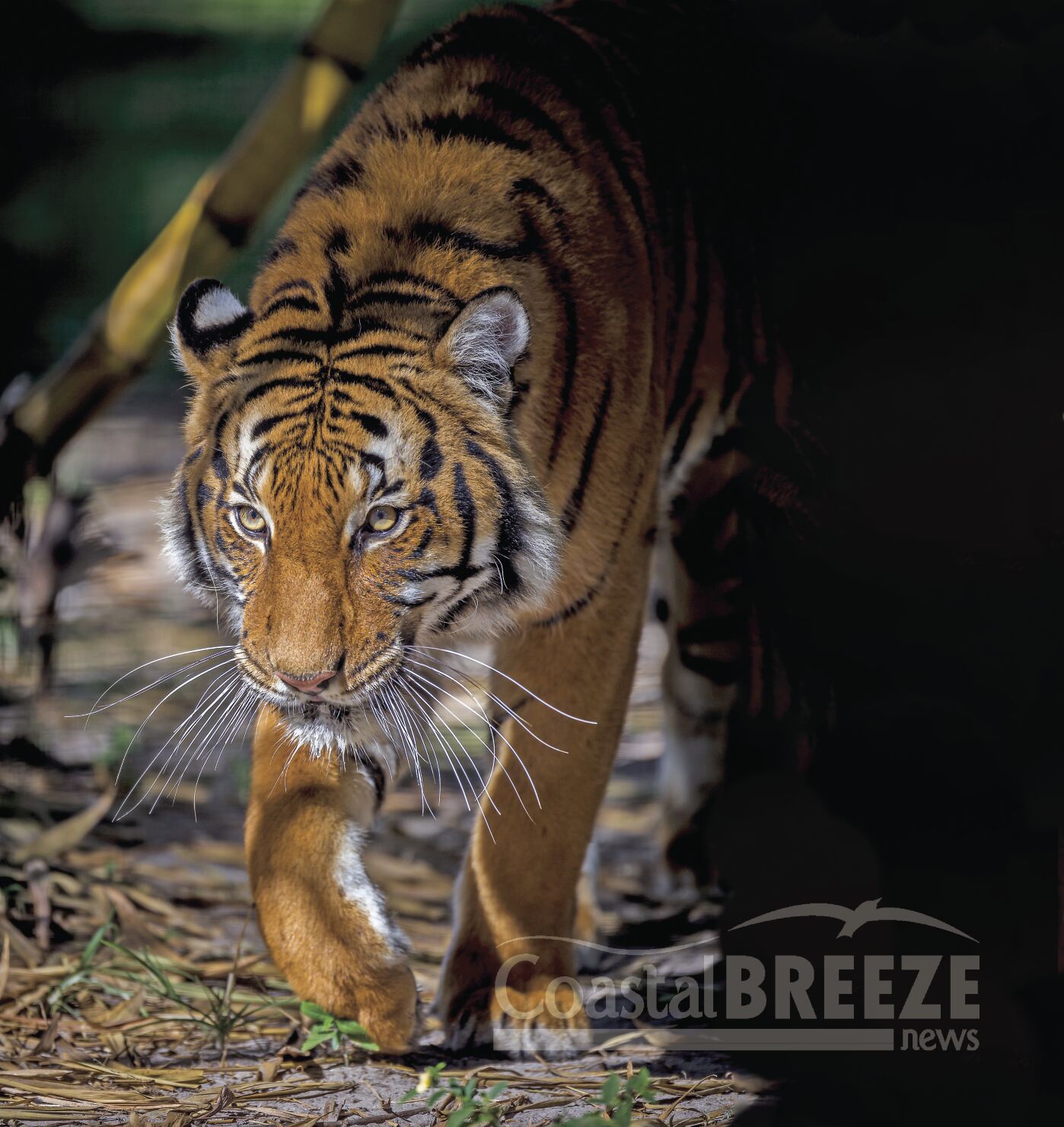Malayan Tiger extended.JPG